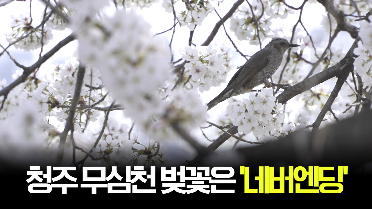 태희가간다ㅣ청주 무심천 벚꽃은 &#039;네버엔딩&#039;