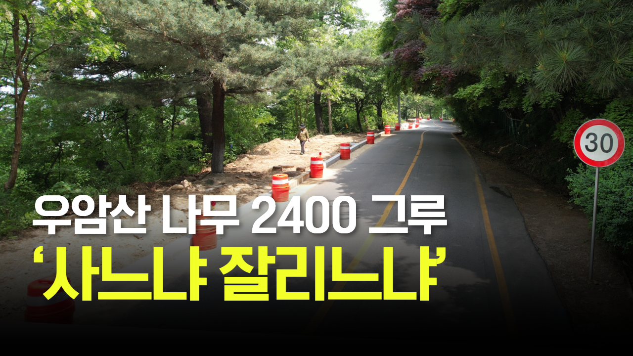 태희가간다ㅣ우암산 나무 2400 그루 ‘사느냐 잘리느냐’