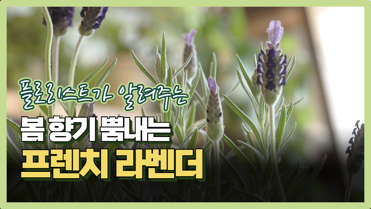 초록집 ㅣ봄 향기 뿜내는 '프렌치 라벤더'