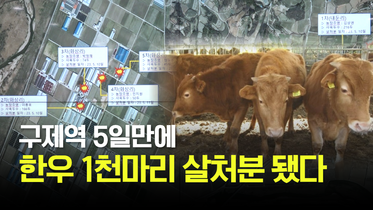 태희가간다ㅣ구제역 5일만에 한우 1천마리 살처분 됐다