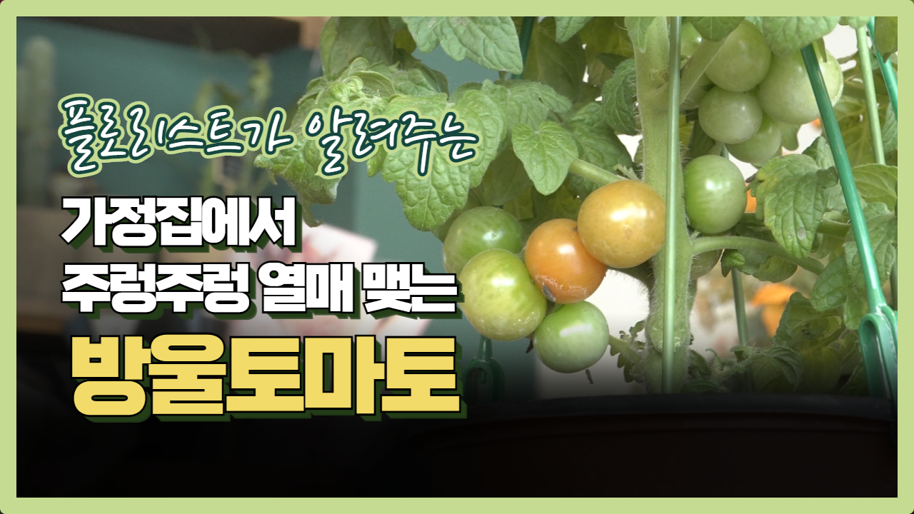 초록집 ㅣ가정집에서 주렁주렁 열매 맺는 '방울토마토'