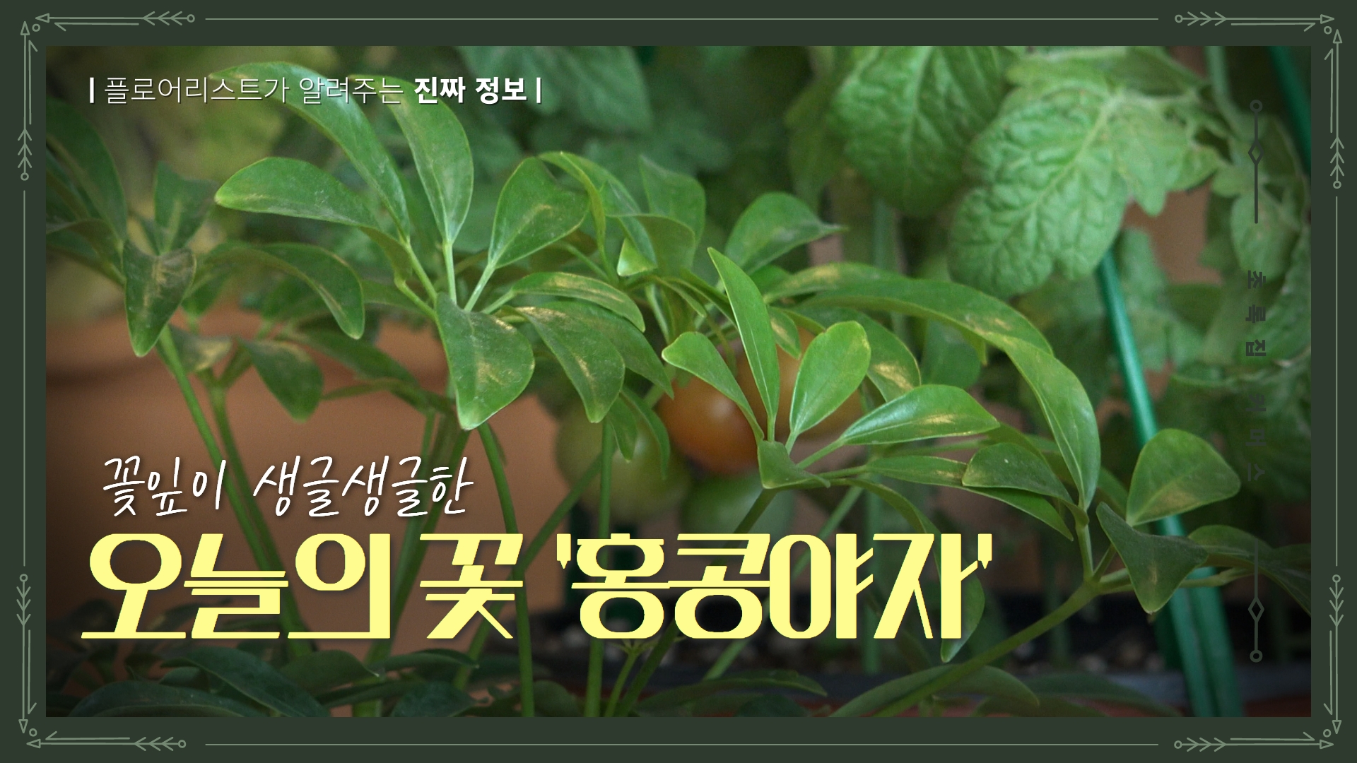 초록집 커머스 ㅣ꽃잎이 생글생글한 &#039;홍콩야자&#039;