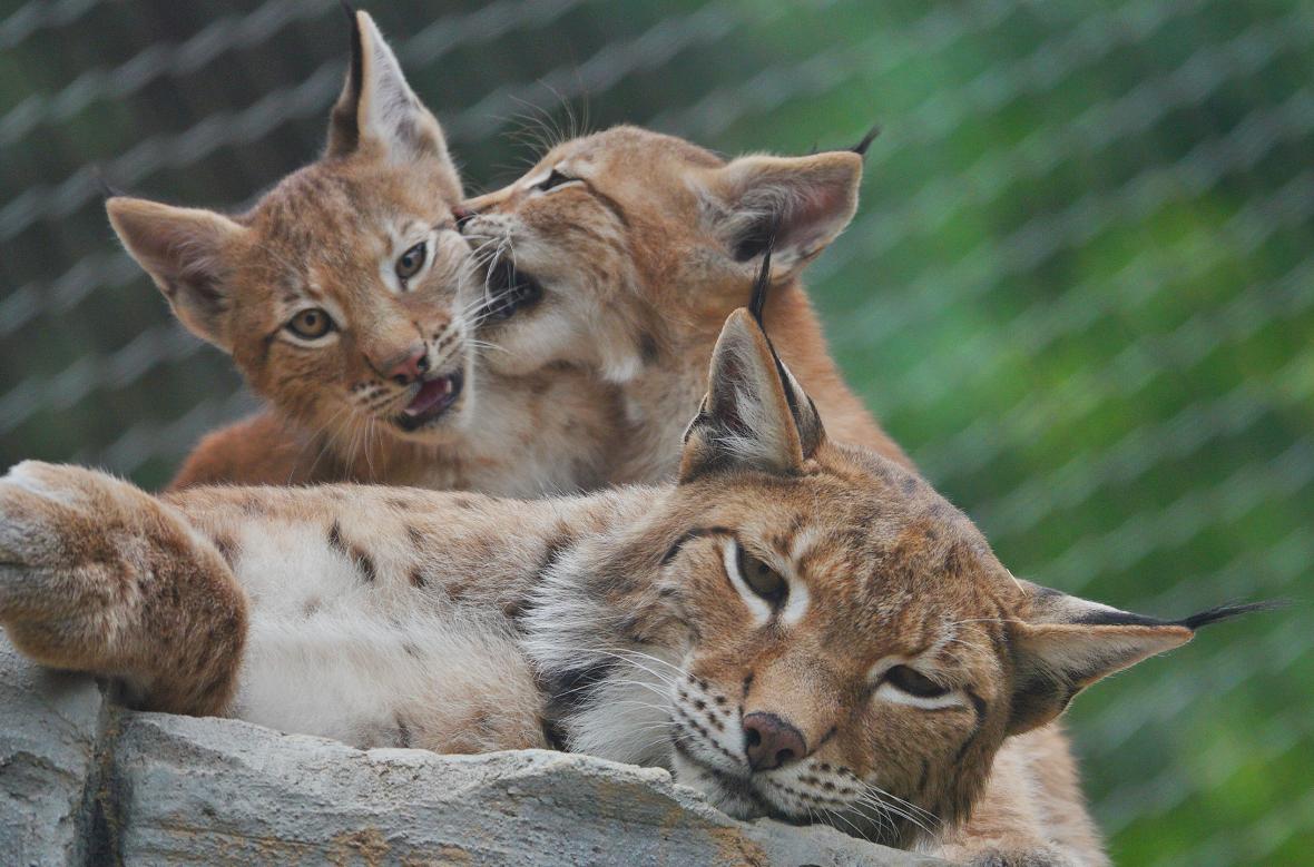 청주동물원에서 태어난 스라소니 3마리./청주시 제공